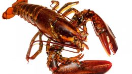 crustacean